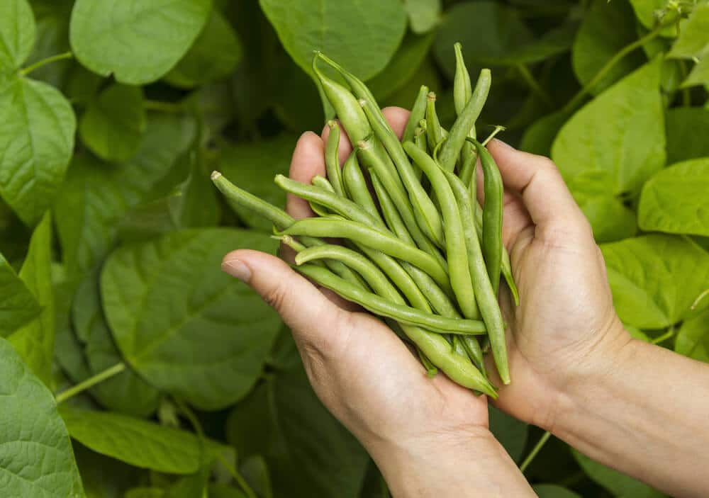 types of green beans